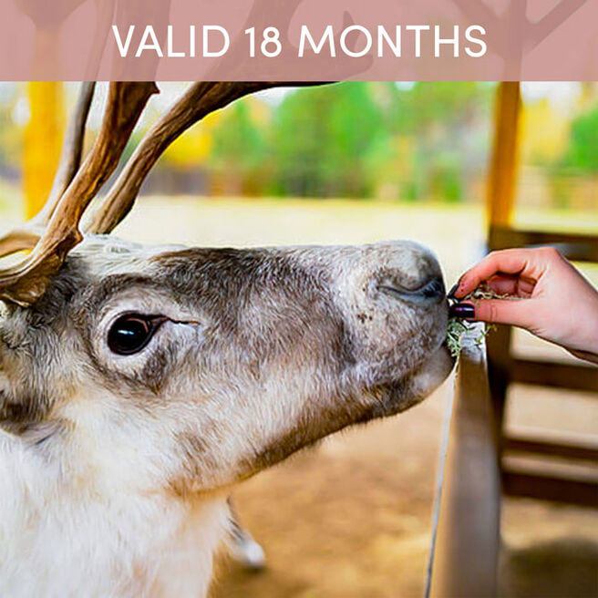 Overnight Stay and Reindeer Experience for Two at Somerset Reindeer Ranch