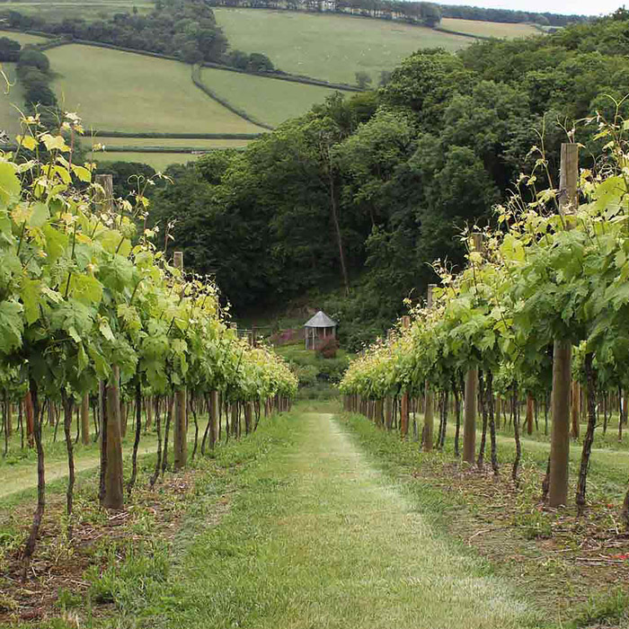 Deluxe English Vineyard Discovery