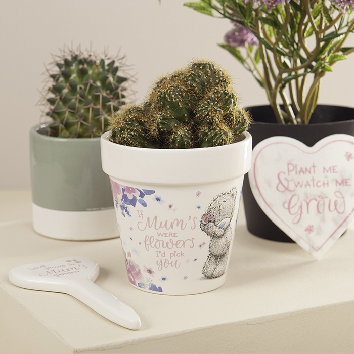 Me To You Plant Pot & Seed Gift Set